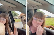 O OVOM SNIMKU BRUJE MREŽE: Žena je bila u autu sa dečakom koji je plakao kad im je prišla lama, usledio je šokantan potez životinje! (VIDEO)