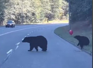 PUTNICI SU ŠOKIRANO POSMATRALI NEOBIČNU SCENU NA PUTU: Mladunče medveda zaustavilo saobraćaj, njegov postupak je zapanjio ljude! (VIDEO)