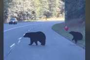PUTNICI SU ŠOKIRANO POSMATRALI NEOBIČNU SCENU NA PUTU: Mladunče medveda zaustavilo saobraćaj, njegov postupak je zapanjio ljude! (VIDEO)