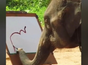 IZA OVOG SNIMKA KRIJE SE TUŽNA I BOLNA PRIČA: Video slona koji crta obišao je svet, nakon prvobitnog oduševljenja otkrivena je prava pozadina (VIDEO)