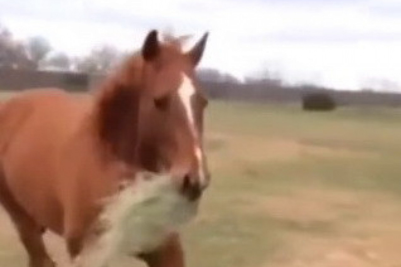 PRELEPI ČIN LJUBAVI: Pogledajte kako konj izražava emocije prema kobili, mnogi bi mogli nešto da nauče! (VIDEO)