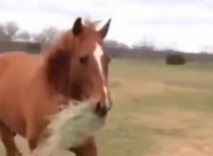 PRELEPI ČIN LJUBAVI: Pogledajte kako konj izražava emocije prema kobili, mnogi bi mogli nešto da nauče! (VIDEO)