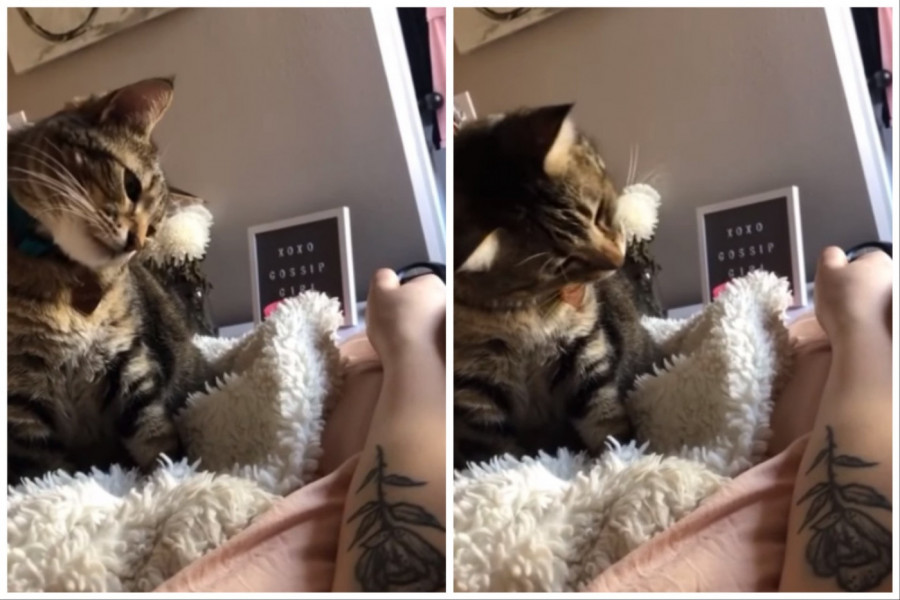 NEŽNO JE DODIRIVALA ŠAPICOM ŽENINU RUKU: Urnebesna reakcija mačke iznenadila je i njenu vlasnicu! (FOTO+VIDEO)
