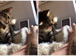 NEŽNO JE DODIRIVALA ŠAPICOM ŽENINU RUKU: Urnebesna reakcija mačke iznenadila je i njenu vlasnicu! (FOTO+VIDEO)