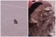 ČUDNO MALO STVORENJE STAJALO JE NA PUTU: Spasao ga je i odneo kući, usledio je šok kada je životinja počela da raste! (FOTO+VIDEO)