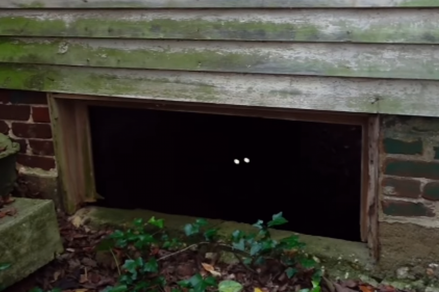 ISTRAŽIVAO JE STARU, NAPUŠTENU KUĆU: Odjednom je primetio da ga iz podruma posmatraju dva sjajna oka, pomislio je da je to mačka, ali ono što je usledilo ga je nateralo u beg! (VIDEO)