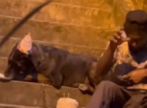 EMOTIVNA SCENA NA ULICI DIRNULA LJUDE: Beskućnik okružen psima slavio je rođendan, svi su mu poručili samo jedno! (VIDEO)