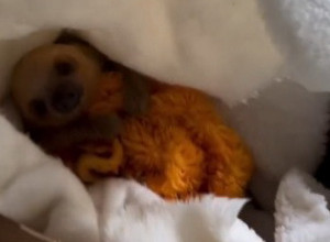 OVA ŽIVOTINJA JE POSTALA ZVEZDA NA MREŽAMA: Mladunče lenjivca je nešto najslađe što ste ikad videli! (VIDEO)