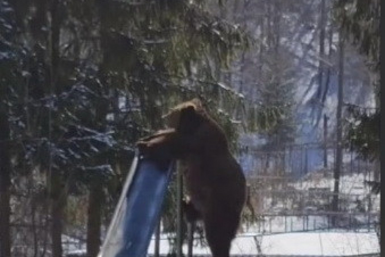 ŠOKIRAO SE KAD JE VIDEO SCENU U PARKU: Ugledao je ogromnog medveda, a onda je životinja uradila nešto što niko nije očekivao! (VIDEO)