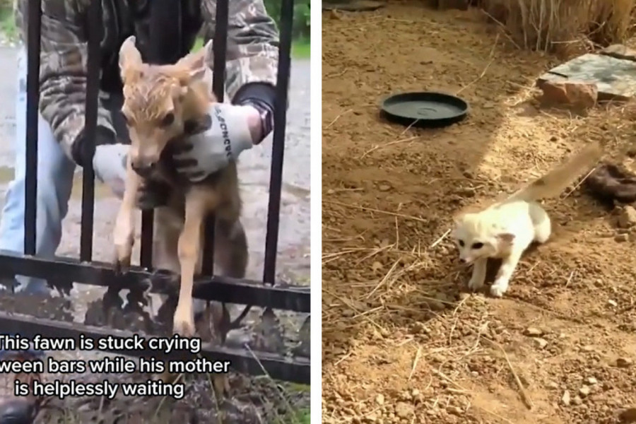 PONAŠANJE DIVLJE ŽIVOTINJE ZAPANJILO LJUDE: Lisica je videla mačku, a onda je usledilo nešto što niko nije očekivao! (VIDEO)