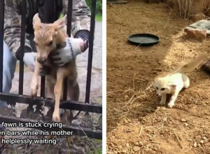 PONAŠANJE DIVLJE ŽIVOTINJE ZAPANJILO LJUDE: Lisica je videla mačku, a onda je usledilo nešto što niko nije očekivao! (VIDEO)