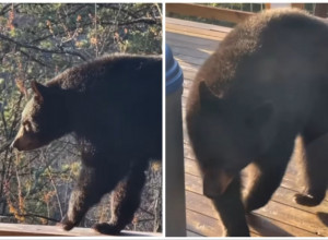 POGLEDAO JE KROZ PROZOR I ZANEMEO: Na terasi je ugledao medveda, ono što je životinja uradila zapanjilo je ljude na mrežama! (FOTO+VIDEO)