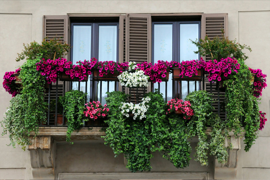 KAKO DA VAM TERASA BUDE OAZA MIRA I LEPOTE: Ovo cveće će pretvoriti vaš balkon u raj za opuštanje! (FOTO)