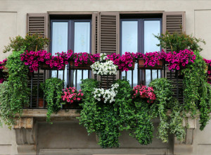 KAKO DA VAM TERASA BUDE OAZA MIRA I LEPOTE: Ovo cveće će pretvoriti vaš balkon u raj za opuštanje! (FOTO)
