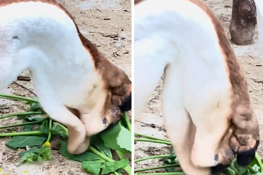 "KAKVO JE OVO ČUDOVIŠTE?" Ljudi ostali u šoku zbog snimka neobične životinje koja se hrani u dvorištu! (VIDEO)