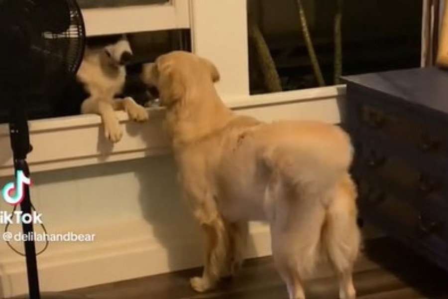EVO KAKO SE VOLI: Ljubav između retrivera i komšijskog psa rastopila nam je srca,  a njihovo štene morate videti (VIDEO)