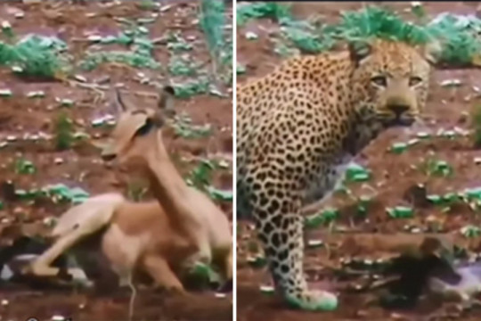 SNIMAK KOJI JE RASPLAKAO LJUDE NA MREŽAMA: Leopard je naišao na tek rođeno mladunče antilope, svi su zapanjeno gledali šta se dalje dogodilo! (VIDEO)