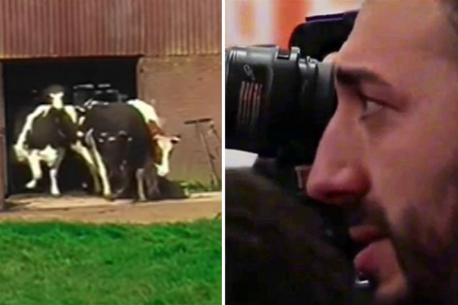 DIRLJIVA SCENA KOJA NIKOGA NE OSTAVLJA RAVNODUŠNIM: Srećne krave rasplakale snimatelja i ljude na mrežama! (VIDEO)