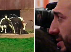 DIRLJIVA SCENA KOJA NIKOGA NE OSTAVLJA RAVNODUŠNIM: Srećne krave rasplakale snimatelja i ljude na mrežama! (VIDEO)