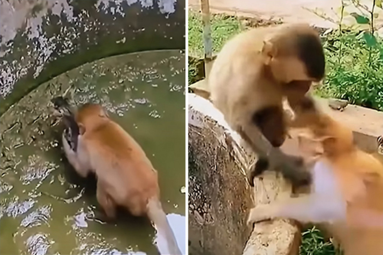 OVA SRCEPARAJUĆA SCENA JE MNOGE NATERALA NA SUZE: Majmun pokušava da izvuče mače iz bunara, kao na iglama čekamo šta će se desiti!