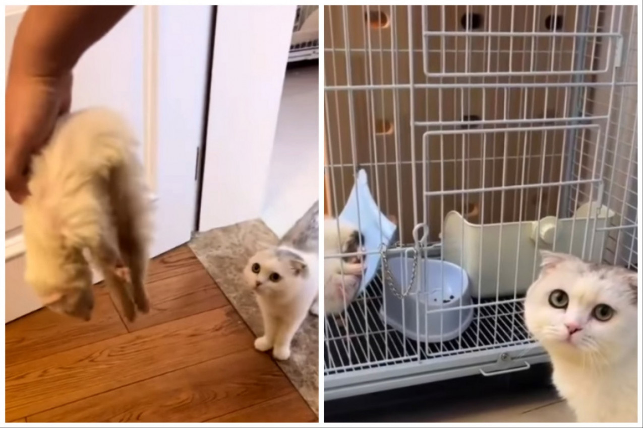 LASICA JE SPAVALA I IZGLEDA BEŽIVOTNO: Mačka htela da svisne, evo šta je uradila drugaru kad ga je zatekla ŽIVOG!(VIDEO)