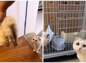 LASICA JE SPAVALA I IZGLEDA BEŽIVOTNO: Mačka htela da svisne, evo šta je uradila drugaru kad ga je zatekla ŽIVOG!(VIDEO)