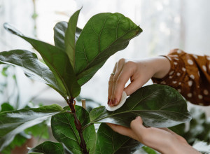 SIPAJTE JEDAN NEOČEKIVANI SASTOJAK U SAKSIJU I FIKUS ĆE OŽIVETI: Kako da za 24 sata oporavite svoju omiljenu biljku