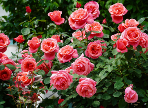 JEDAN NEOBIČNI SASTOJAK ĆE OŽIVETI SVAKU RUŽU: Provereni baštovanski trik za bujanje cveća i po ovoj vrućini