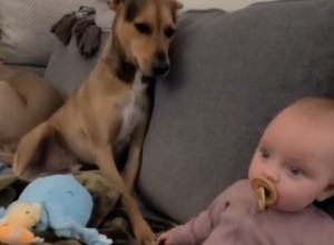 OVO JE DEFINICIJA LJUBAVI: Beba i pas rade ovo dok gledaju film, rastopili srca - ništa slađe nismo videli (VIDEO)