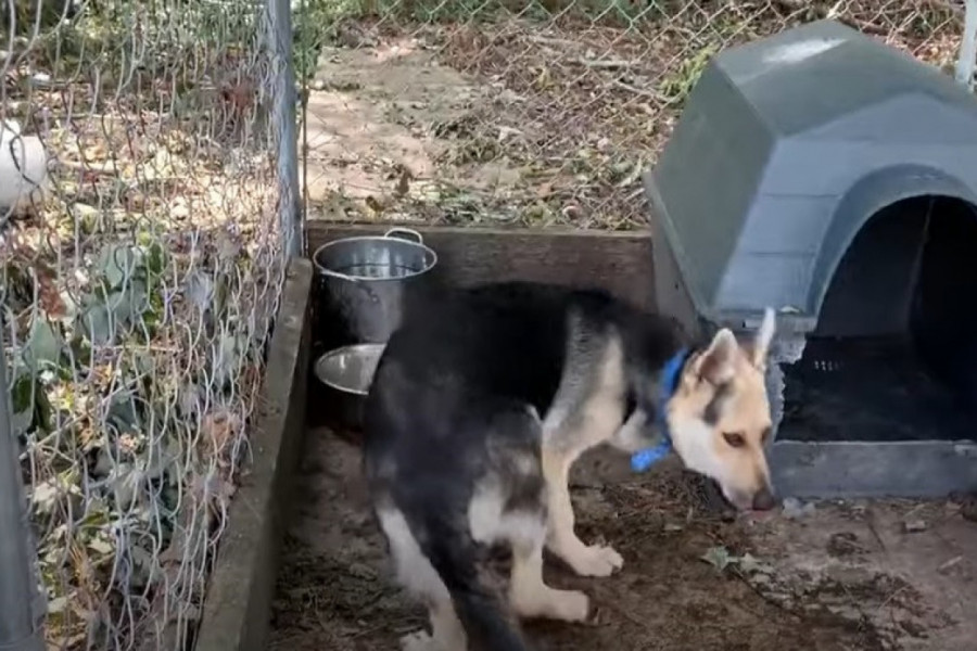 U KAVEZU JE ŽIVEO 4 GODINE: Dirljiv snimak psa nakon što je oslobođen - i kamen bi zaplakao (VIDEO)