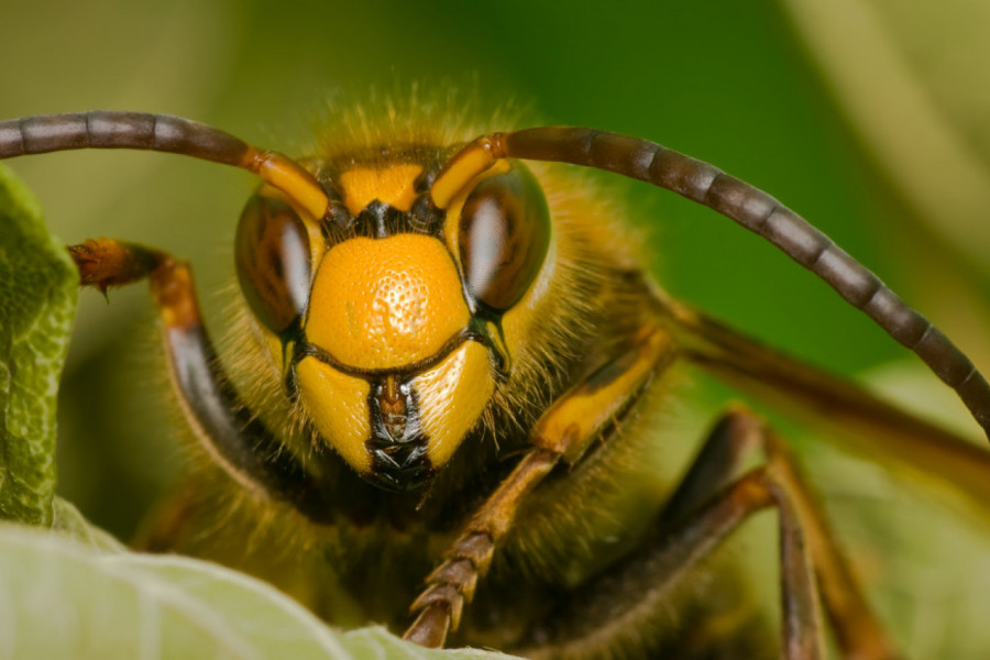 JEDNU STVAR UVEK MORATE DA NOSITE SA SOBOM, MOŽE DA VAS SPASI POSLE UBODA STRŠLJENA ILI PČELE: Provereni trik pčelara