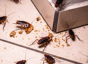 NAJSTARIJI TRIK ZA ELIMINACIJU BUBAŠVABA, SAMO OVAKO ĆETE IH IZBACITI IZ KUĆE ZAUVEK: Fatalna zamka za gadne insekte