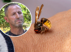 ŠTA DA RADITE KAD STRŠLJEN ULETI U KUĆU, JEDNA STVAR GA NAJVIŠE IRITIRA: Opasni insekti su ubili dva čoveka u Srbiji