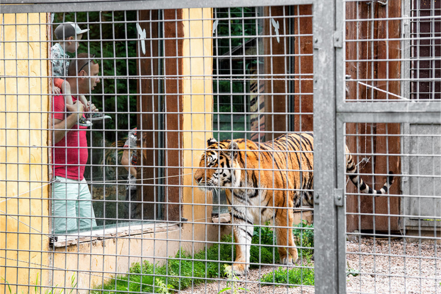 DOŠLI SU DA POSETE NOVI ZOO VRT, A ONDA SE TIK DO NJIH PROLOMIO VRISAK: Primetili su da se nešto nalazi u kavezu sa tigrovima! (FOTO)