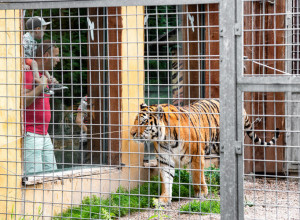 DOŠLI SU DA POSETE NOVI ZOO VRT, A ONDA SE TIK DO NJIH PROLOMIO VRISAK: Primetili su da se nešto nalazi u kavezu sa tigrovima! (FOTO)