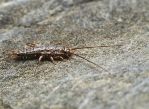 ZNAK DA VAM SE SREBRNA RIBICA NAMNOŽILA U KUĆI: Ovaj insekt izaziva probleme sa zdravljem, evo kako da ga istrebite