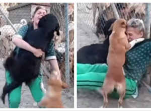 DOŠLA JE U AZIL SA NAMEROM DA UDOMI PSA: Reakcija crnog labradora će vas RASPLAKATI odmah, a nije bio jedini (VIDEO)