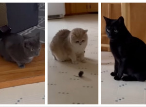 STAVILI SU MALENOG MIŠA IZMEĐU SVOJE 3 KUĆNE MAČKE! Vlasnici su zanemeli kada su videli šta su životinje uradile! (VIDEO)