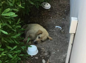 NAŠLI SU PSA U EKSTREMNO TEŠKOM STANJU, a onda otkrili šokantnu istinu o njegovim vlasnicima! Ali tu nije bio kraj! (FOTO)