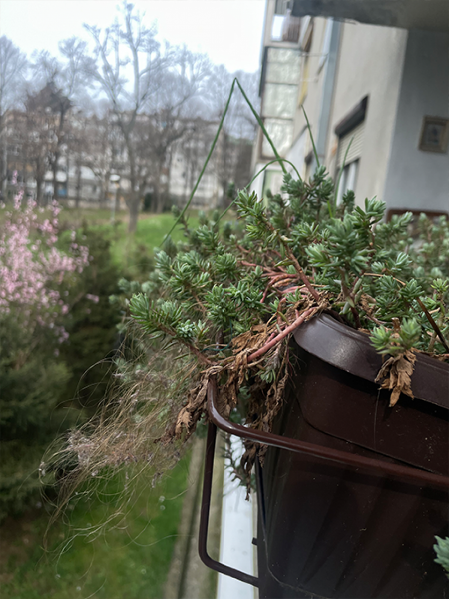 Dlake na mojoj terasi