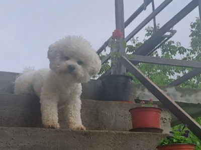 Štenci imaju pedigre