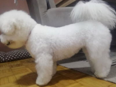 Ko god da je uzeo bišona nije se pokajao!