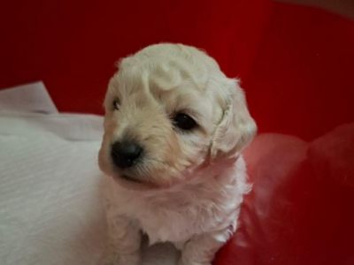 Očišćeni smo od parazite i spremni za novi dom!