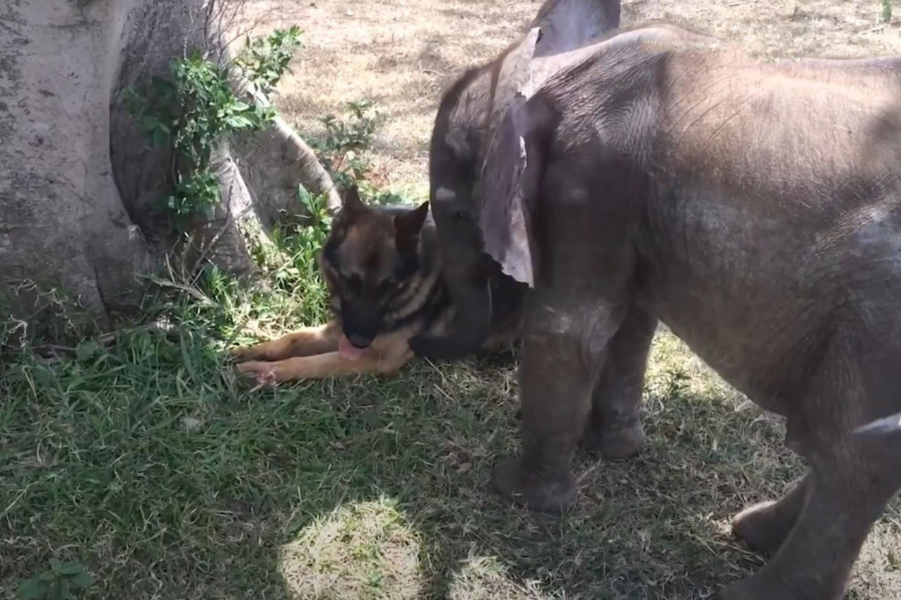 KRDO JE OSTAVILO BEBU SLONA: Umirala je u mukama kada su je pronašli spasioci - ovi snimci diraju pravo u srce! (VIDEO)