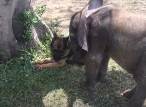 KRDO JE OSTAVILO BEBU SLONA: Umirala je u mukama kada su je pronašli spasioci - ovi snimci diraju pravo u srce! (VIDEO)