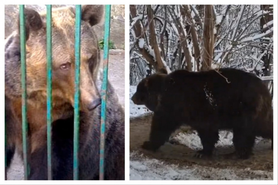 MEDVEDICU SU PRE 11 GODINA IZBAVILI IZ KAVEZA I OMOGUĆILI JOJ SLOBODU, a onda shvatili šta ona i dalje svakoga dana radi! Ovaj prizor izaziva grč u stomaku! (VIDEO)