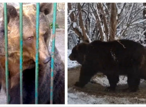 MEDVEDICU SU PRE 11 GODINA IZBAVILI IZ KAVEZA I OMOGUĆILI JOJ SLOBODU, a onda shvatili šta ona i dalje svakoga dana radi! Ovaj prizor izaziva grč u stomaku! (VIDEO)