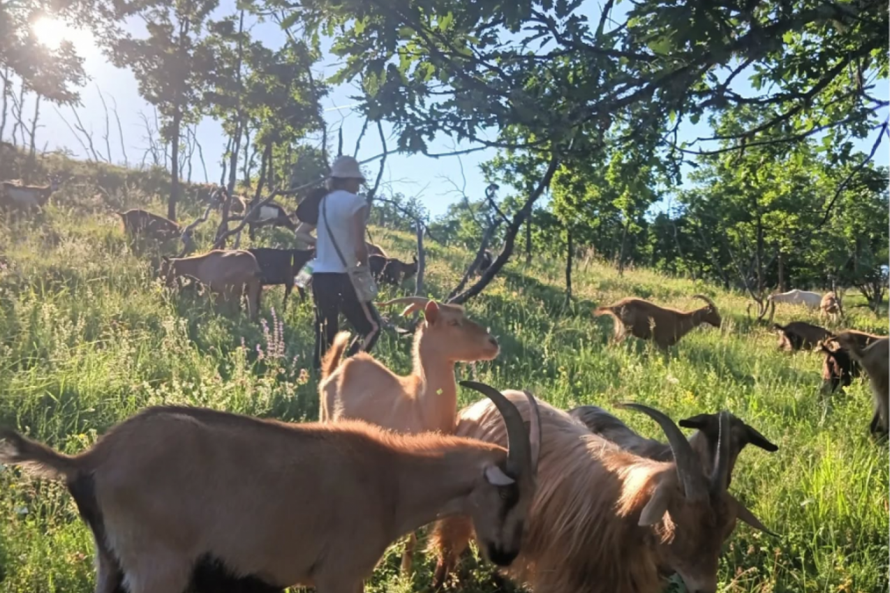 ANASTASIJA JE PONOSNA ŠTO JE SA SELA, a njene snimke gleda na hiljade ljudi! Kada hoda preko livade, prati je čitavo stado, a evo šta im ona PEVA! (VIDEO)