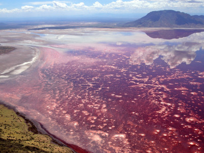 U jezeru živi endemska vrsta riba kojima se hrane flamingosi