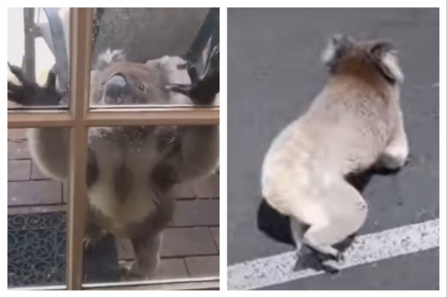 KOALA IM JE LUPALA NA VRATA i odvela ih na mesto na kom su ugledali nešto JEZIVO! Ovakav scenario nisu mogli ni da sanjaju! (VIDEO)